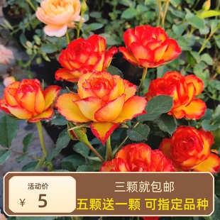 [Selected from Sha Hai] Balcony Micro Rose Seedlings 15 Yuan 3 Pots Original Pots Original Soil Free Shipping