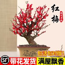 红梅花盆栽树苗室内外阳台花卉庭院地栽四季耐寒植物老桩盆景腊梅