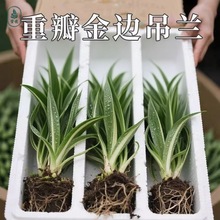 金边吊兰盆栽花卉植物室内垂吊阳台懒人好养绿植室内常青水培驱蚊