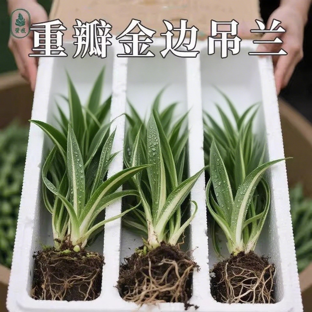 金边吊兰盆栽花卉植物室内垂吊阳台懒人好养绿植室内常青水培驱蚊