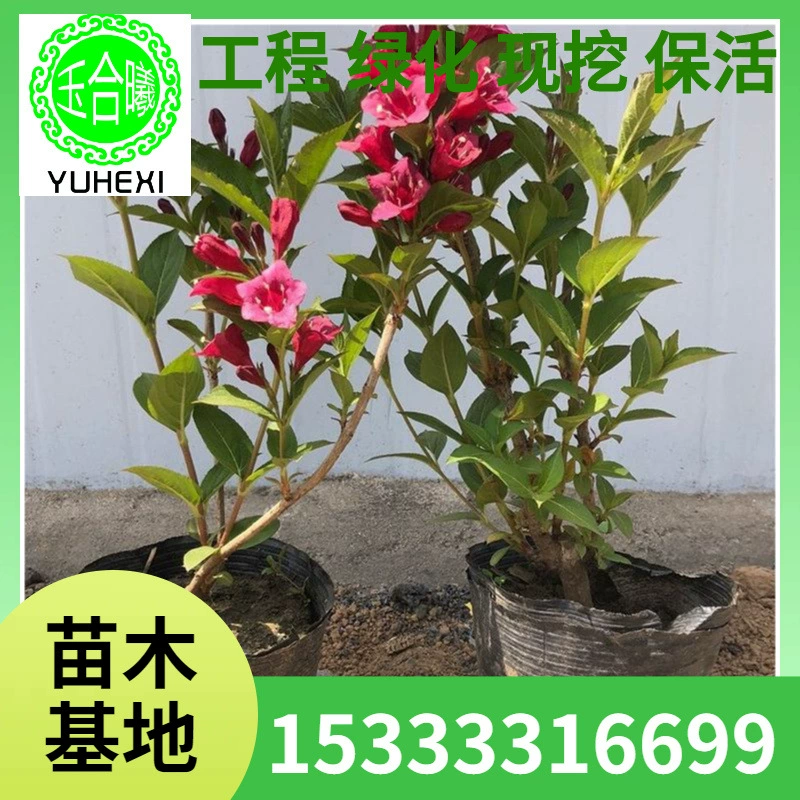 Рассада Red Prince Cup, питательная рассада Cup, Red Prince weigela, питательная рассада Cup для улицы, Red Flower Prince, северо-восточная рассада