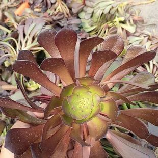 Succulent Plant Master Organizes the Garden Master Beheading a Box of 10 Free Shipping Jie Qi