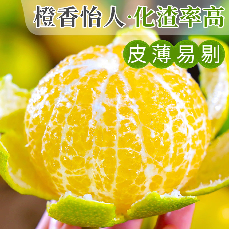 老树大果正宗广西皇帝柑新鲜水果现摘橘子当季时令整箱桔子代发