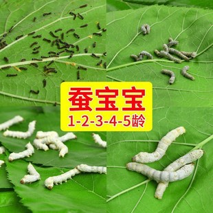 �Q��������W���B�Q���b��z�Q���Q�Q�����߲��Q���x���rɣ�~���l