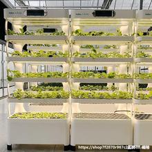 家用阳台智能有机蔬菜种植机无土栽培家庭种菜种花神器水培植物