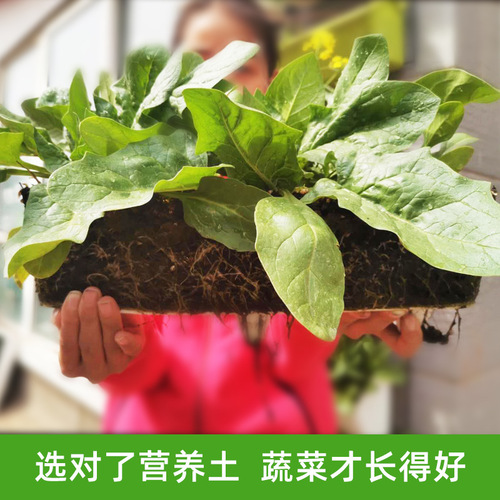 Universal nutrient soil for growing vegetables and flowers, organic gardening matrix soil, potted strawberry succulent universal wholesale