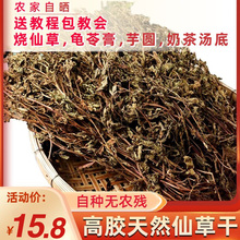 仙草干黑凉粉草粿草仙草冻仙人粄草粉龟苓膏烧仙草 新鲜草干