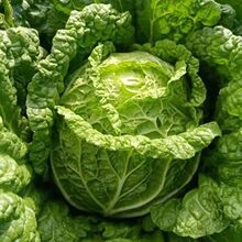 ~ײ˷Nӻ偲˰ײشײɽ|zﶬ߲˷N