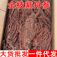 紫丹参 全枝紫丹参 全支紫丹参 紫丹参整枝批发代发