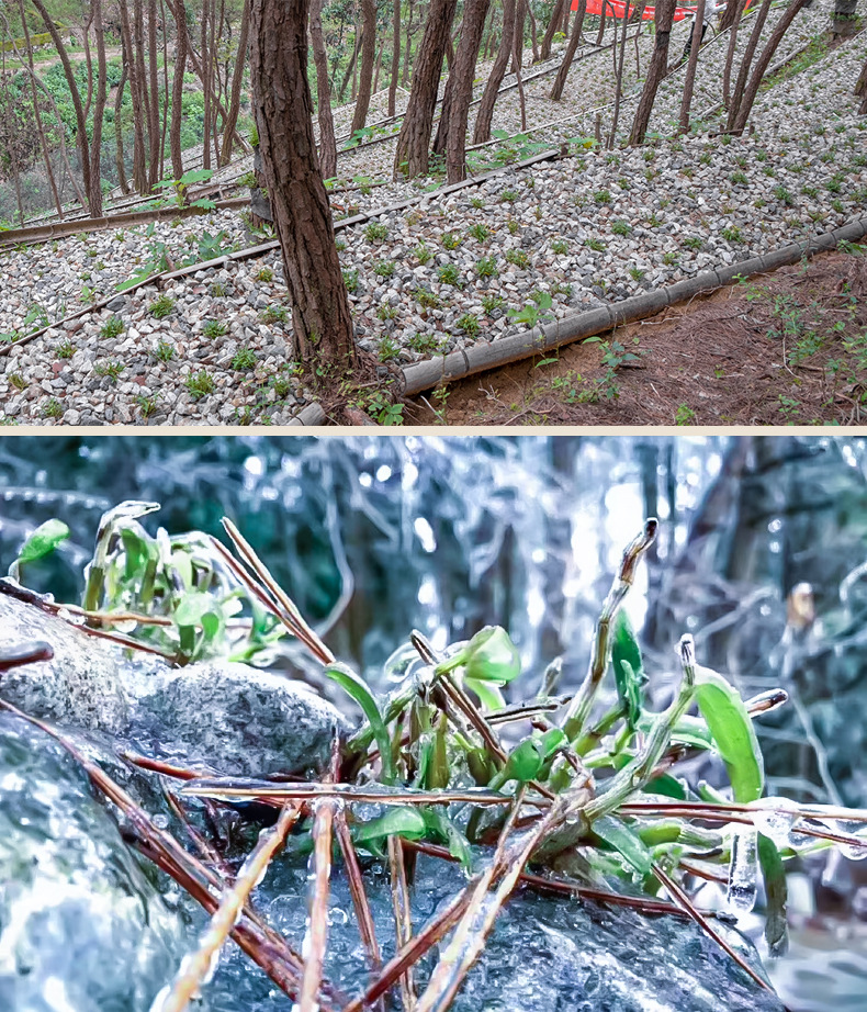 10选择我们—林下种植-拷贝_02.jp