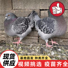 ɽ�|��������(�N�����Bֳ�����۰������N�� ��������V�����^�p��