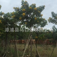 黄花槐，丛生黄花槐，四川黄花槐，福建黄花槐，10公分黄花槐袋苗