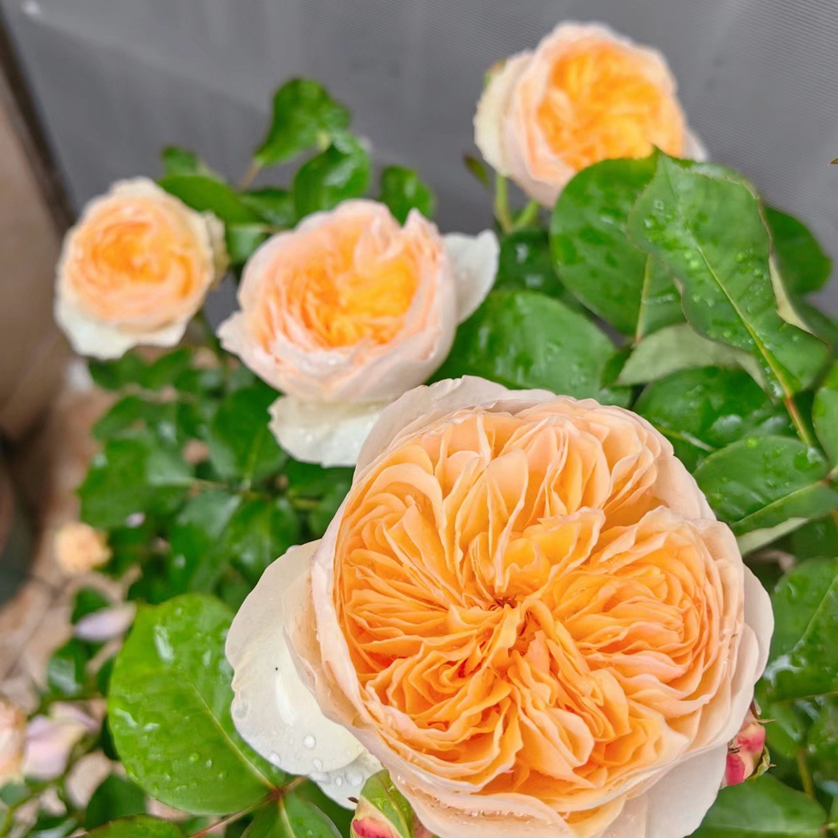 줄리엣 [큰 꽃과 가벼운 향기] 작은 묘목