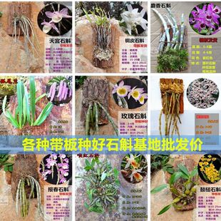 �����d��ʯ���m���m��ľ��ľ��ʯ�����ԾGֲ�FƤ���O�����ʯ��