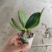 蝴蝶兰花苗盆栽室内客厅花卉办公室桌面不带花剑高档盆景四季开花