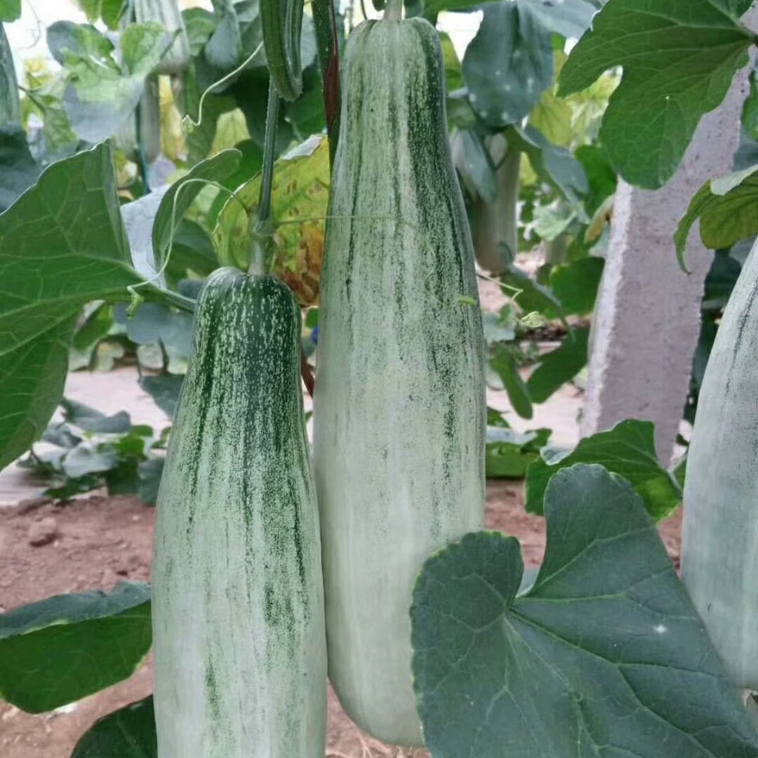 Прямой корень/привитый нефритовый круассан, медовые саженцы дыни, зеленые сокровища, саженцы дыни Boyang, саженцы дыни