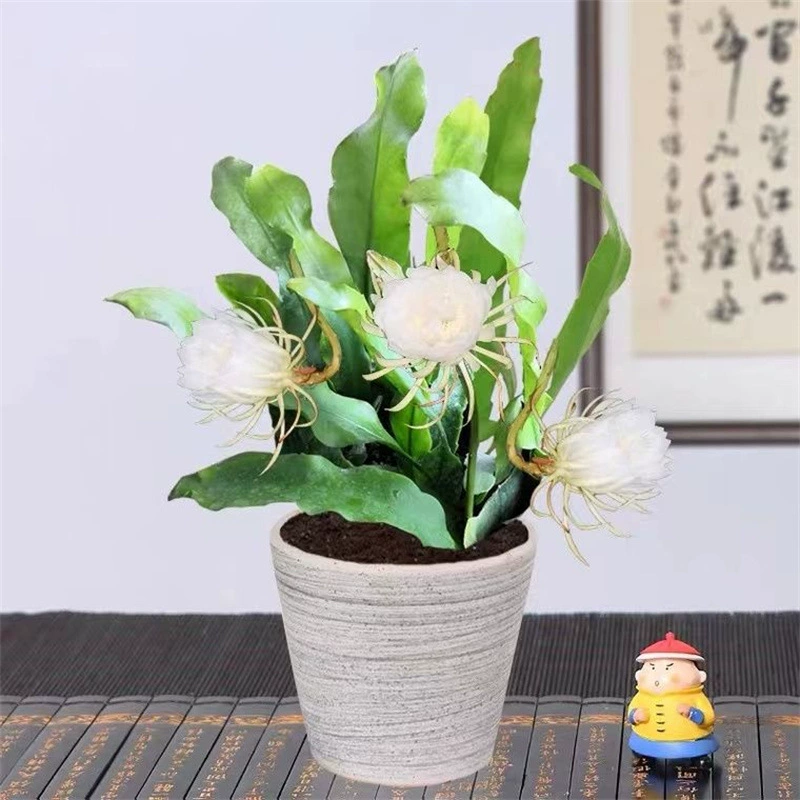 Комнатное балконное растение Epiphyllum в горшке, бонсай из рассады Epiphyllum, зеленое растение Epiphyllum, большой ароматный цветок, съедобный.