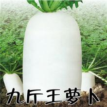 九斤王大白萝卜种子春秋四季播种蔬菜籽种庭院大田种植长白萝卜孑