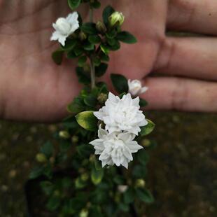Double-Petaled June Snow with Golden-Edged Red Flowers Bonsai Office Small Green Plant Mini Cliff Water Condensation Elegant Potted Small Leaves