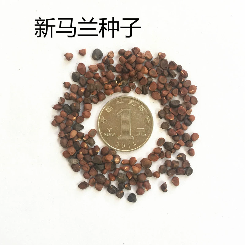 Завод оптовая продажа овощных диких овощных семян Малан первый вид семян Малан с высокой всхожестью семян китайской травяной медицины семена