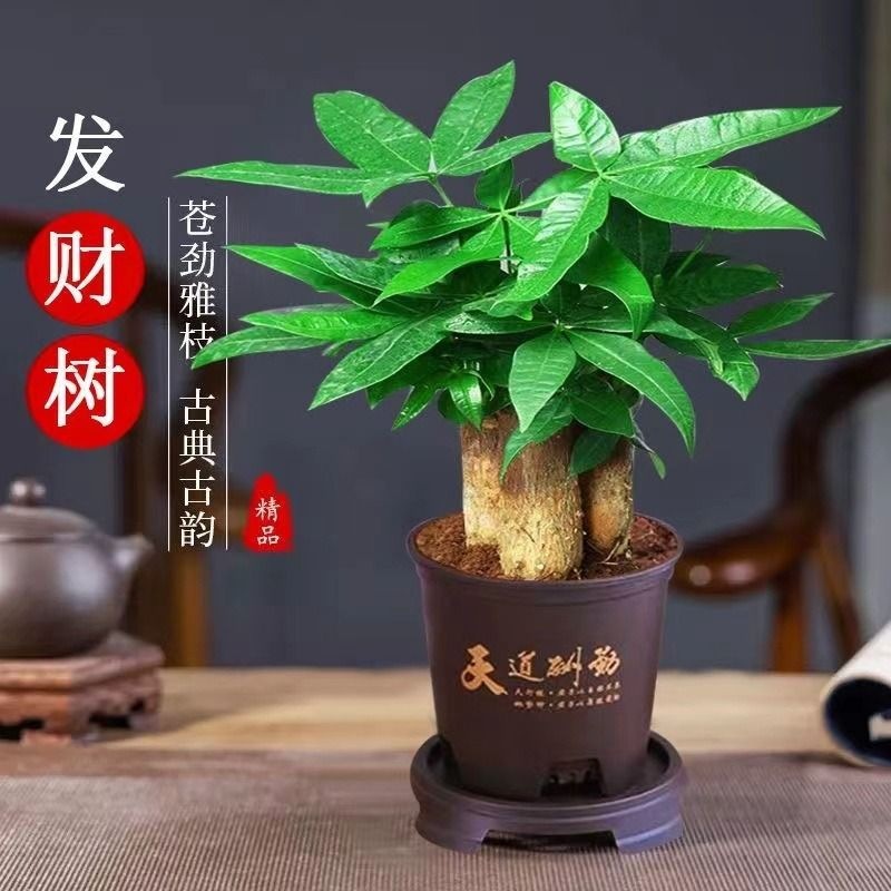 Money Tree Small Potted Big Money Tree Fortune Plant Indoor Living Room Desktop Bonsai Ornaments Good for Growing Florals in All Seasons