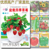 Potted strawberry seeds Potted red strawberry seed balcony fruit strawberry seeds seed vegetable seeds wholesale