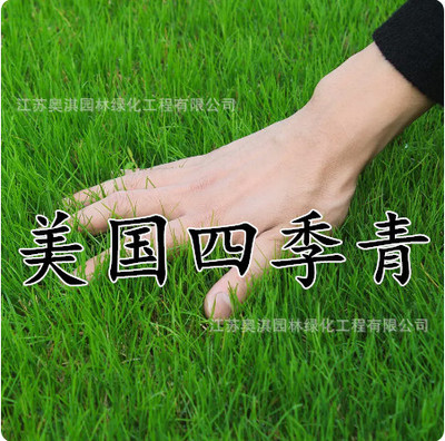 四季青草坪种子 绿化草坪种子 草籽草坪种子 量大优惠 高出芽率|ru
