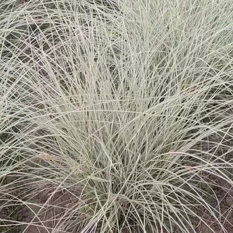 Водные растения утром свет манго лист Манго лист манго Псалом Рид рогоза Pennisetum база большое количество