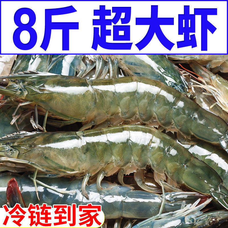【青岛大虾】新鲜超大虾冻虾白虾鲜活冷冻对虾大号基围虾青虾海鲜