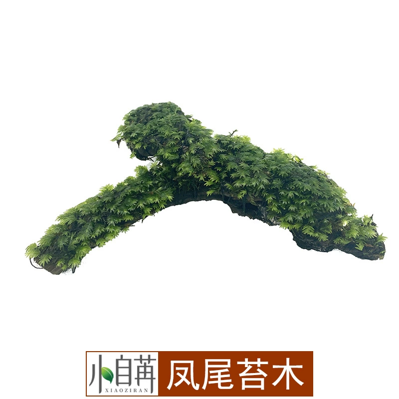 Большой фенистый хвост мха Мосс Тангму Большой Древесный Древесный Древесный Древесный Древесный Древесный Древесный Древесный Древесный Древесный Древесный Древесный