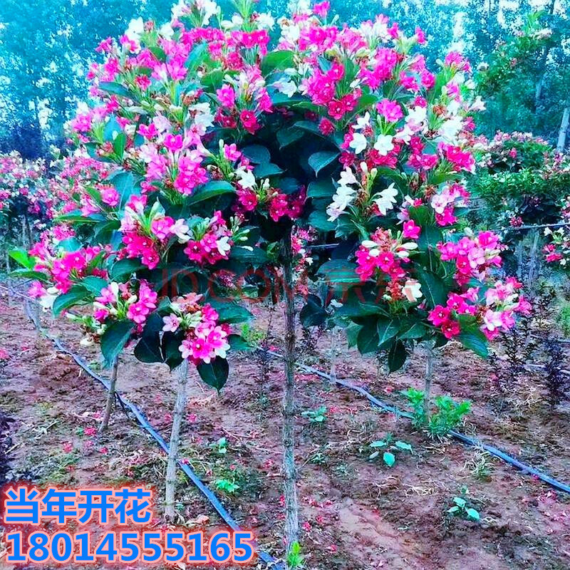 批发花叶锦带五彩锦带树苗锦带花苗红王子锦带小苗盆栽别墅植物