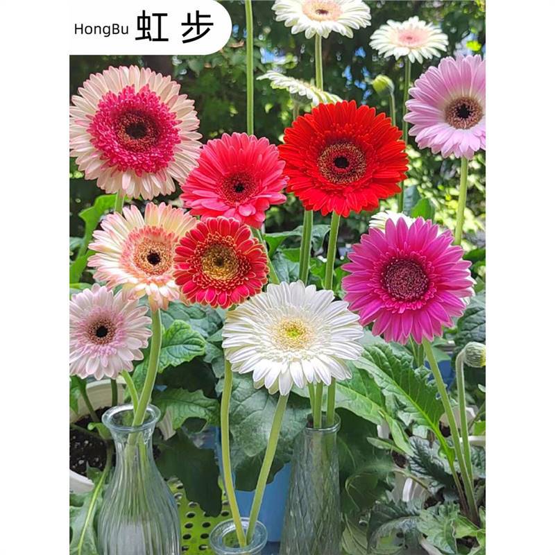 进口非洲菊种子扶郎花菊花种籽阳台盆栽四季景观绿化植物花卉种孑