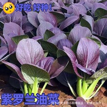 超耐热紫罗兰紫油菜种籽紫色上海青小青菜四季播阳台盆栽蔬菜种子