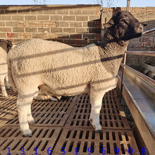 澳洲白绵羊头胎母羊活体羊养殖萨能奶山羊努比亚黑山羊出售