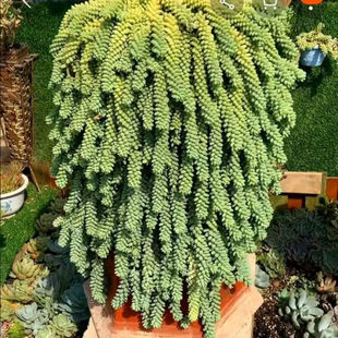 Good for Novices to Grow Potted Old Pile New Jade Beads Hanging Succulent Full Pot Jade Pendant with Original Pot Original Soil Hair Weidong