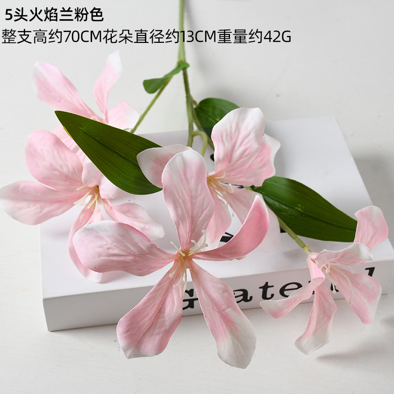 5 헤드 플레임 오키드 핑크