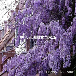 Wisteria Flower Seedlings Climbing Vine Plant Saplings Old Pile Abundant Flowers Provence Multi-Season Courtyard Balcony Climbing Potted Scenery