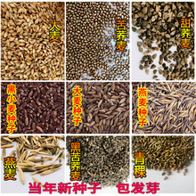 ���w���N�ӿ��w�t��������ļ���С����޲�������s�Z�����s�Zɢ�b