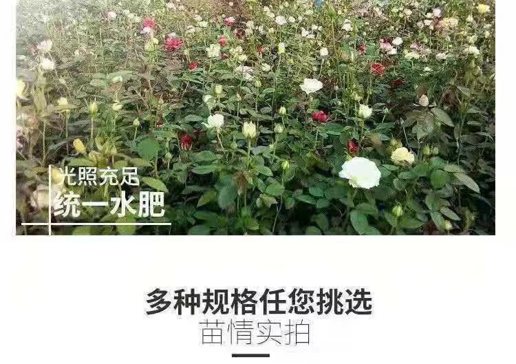 2f8ba45a-a3ef-4bc5-ac78-ba61b2cf80c3.jpe