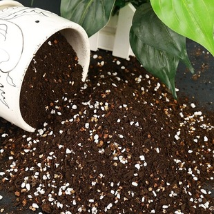Rose Seedlings, General-Purpose Nutrient Soil, Rooting Soil, Flower Potted Plants, See Details for Stems