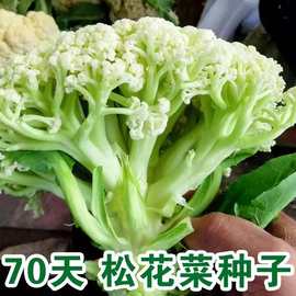 青梗松花菜种子花菜种籽菜花苗子耐寒耐热大面积包邮布鲁斯