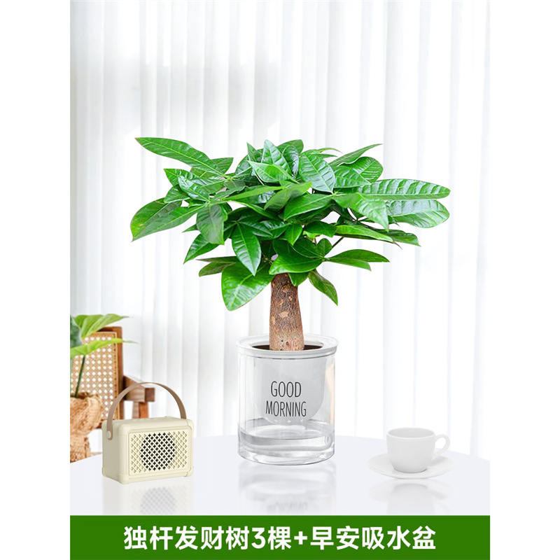 3개의 단일 가지 머니 트리 [굿모닝 게으른 물통 포함] 영양액 1팩 포함