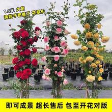 1米6大苗蔷薇花苗藤本月季花爬藤植物四季开花卉盆栽玫瑰阳台种植