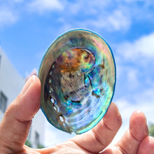 天然蓝色鲍鱼壳新西兰鲍鱼壳鱼缸水族造景装饰家居收藏拍摄道具