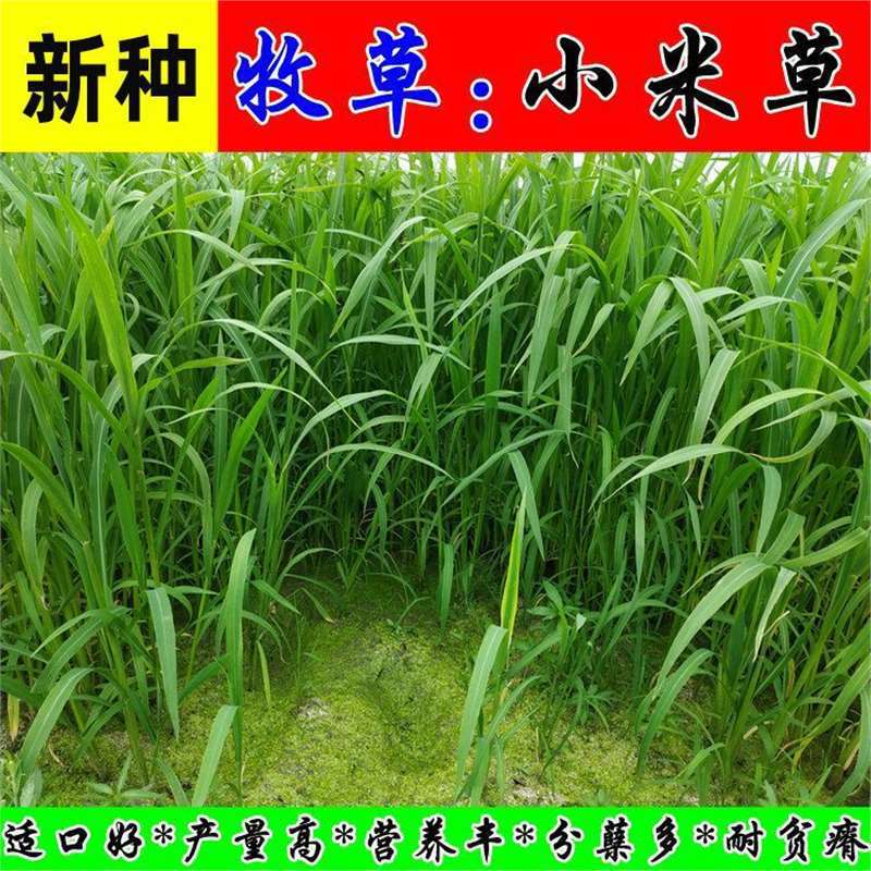 Bromegrass Seeds, Aquatic Grass Seeds for Fish, Shrimp, and Crabs, Pasture Seeds, Weed Leaves, Barnyard Grass, Hunan Millet Seeds, High-Yield, Flood-Tolerant, and Drought-Tolerant Grass Seeds