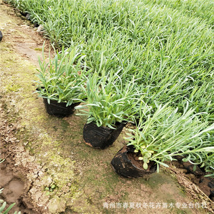 �ر�ʯ���L��ʯ���� ɽ�|���ݴ�������������· ���@���^�G��