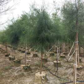 2512苗场供应  木麻黄 2-5cm容器苗 沿海 沙滩 海滨绿化防护林