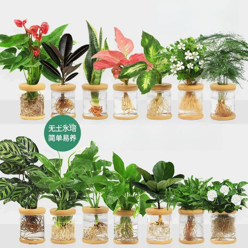 Гидропонные растения в горшках, зеленая редька, гардения, офисные цветы, маленькие зеленые растения, легко выращиваемые круглый год, суккулентные растения в горшках с водой