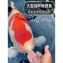 锦鲤活鱼观赏鱼大型锦鲤鱼好养耐活冷水淡水鱼小型纯种鱼苗喂食