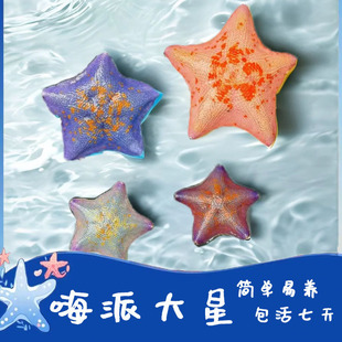 Starfish Mini Marine Life Petrel Lin's Gypsophila Student Lazy Starfish Supplies Moving Patrick Star